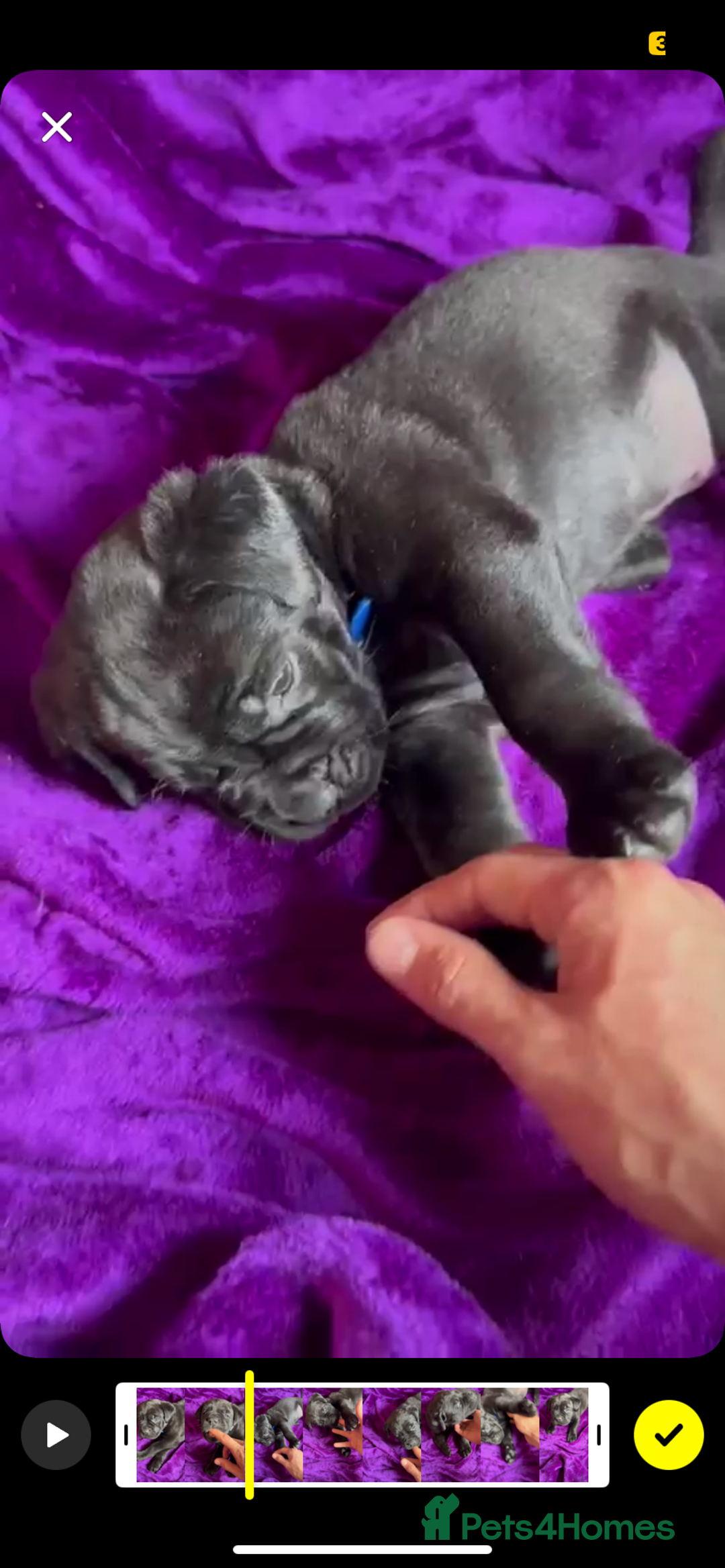 Mixed Breed dogs for sale: Cane Corso × Rottweiler/Bordeaux Puppies All Girls - Image 32