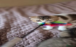 Scottish Fold cats for sale: 2 boys left! TICA registered Scottish Fold - Image 24
