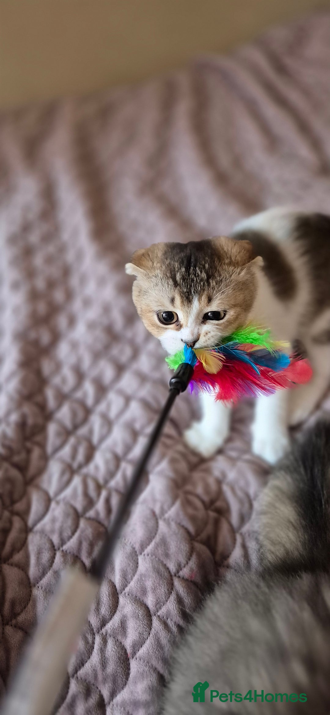 Scottish Fold cats for sale: 2 boys left! TICA registered Scottish Fold - Image 24