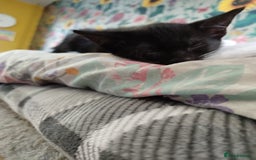 British Shorthair cats for sale: 2 well natured male kittens available now - Image 3