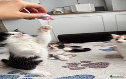Domestic Shorthair cats for sale: Beautiful and adorable kittens for sale☺️ - Image 13
