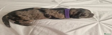 Cockapoo Puppy 4