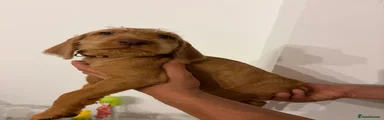 Hungarian Vizsla 3 (white) 
