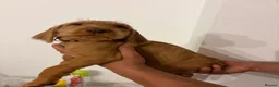 Hungarian Vizsla dogs for sale: Wirehaired Hungarian Vizsla - Advert 2