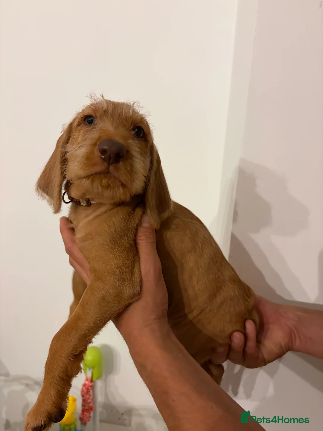 Hungarian Vizsla dogs for sale: Wirehaired Hungarian Vizsla - Advert 2