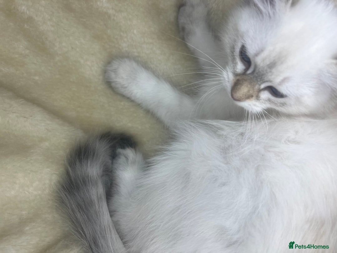 Siberian cats for sale: Hypoallergenic Female Siberian Blue eyes Neva - Advert 28