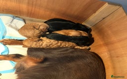 Cockapoo dogs for sale: 8 gorgeous Cockapoos  - Image 26