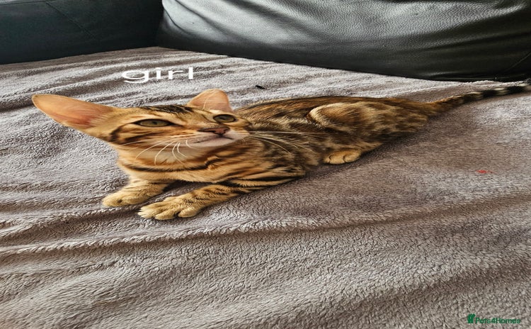 Bengal cats - Advert 1