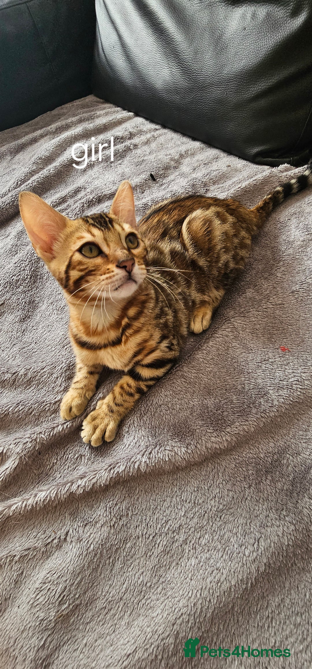 Bengal cats for sale: Bengal kittens  - Image 1