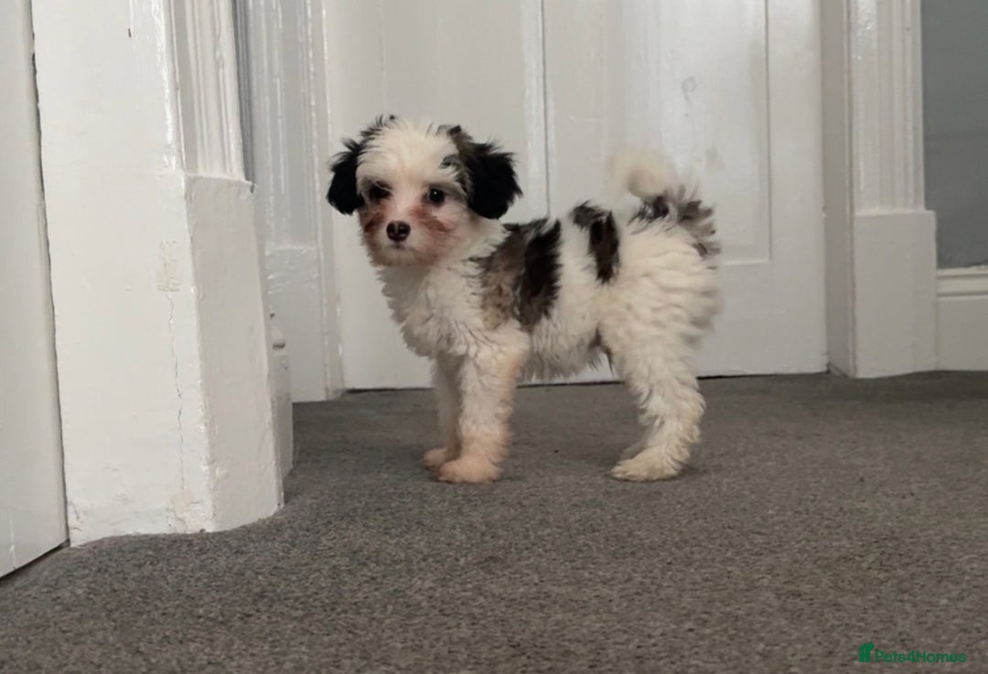 Chinese Crested dogs for sale: Cute Chinese Crested Powder Puffs..  - Image 10