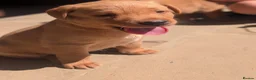 Labrador Retriever dogs for sale: Fox Red Labrador Puppies  - Advert 5