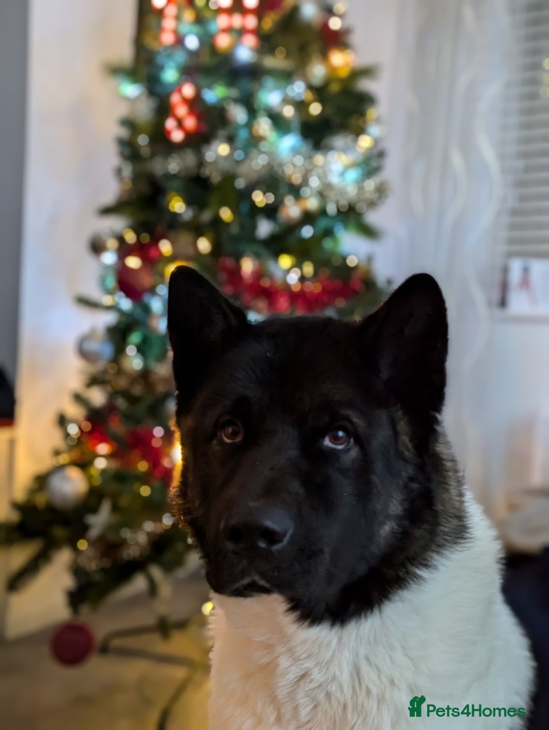 Akita dogs for sale: Zeus looking for his forever home - Advert 5