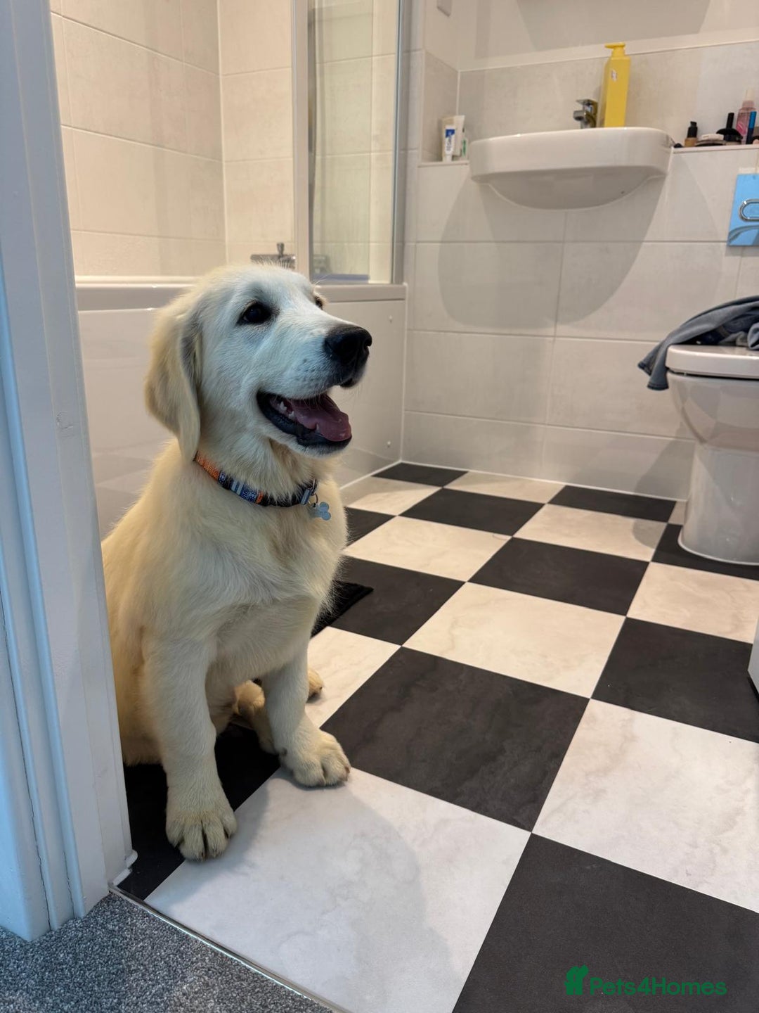 Golden Retriever dogs for sale: English Cream Golden Retriever - Advert 13