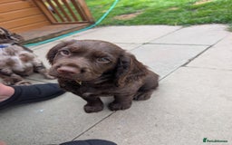 Cocker Spaniel dogs for sale: 6 beautiful cocker spaniel puppies in Wadhurst - Image 13