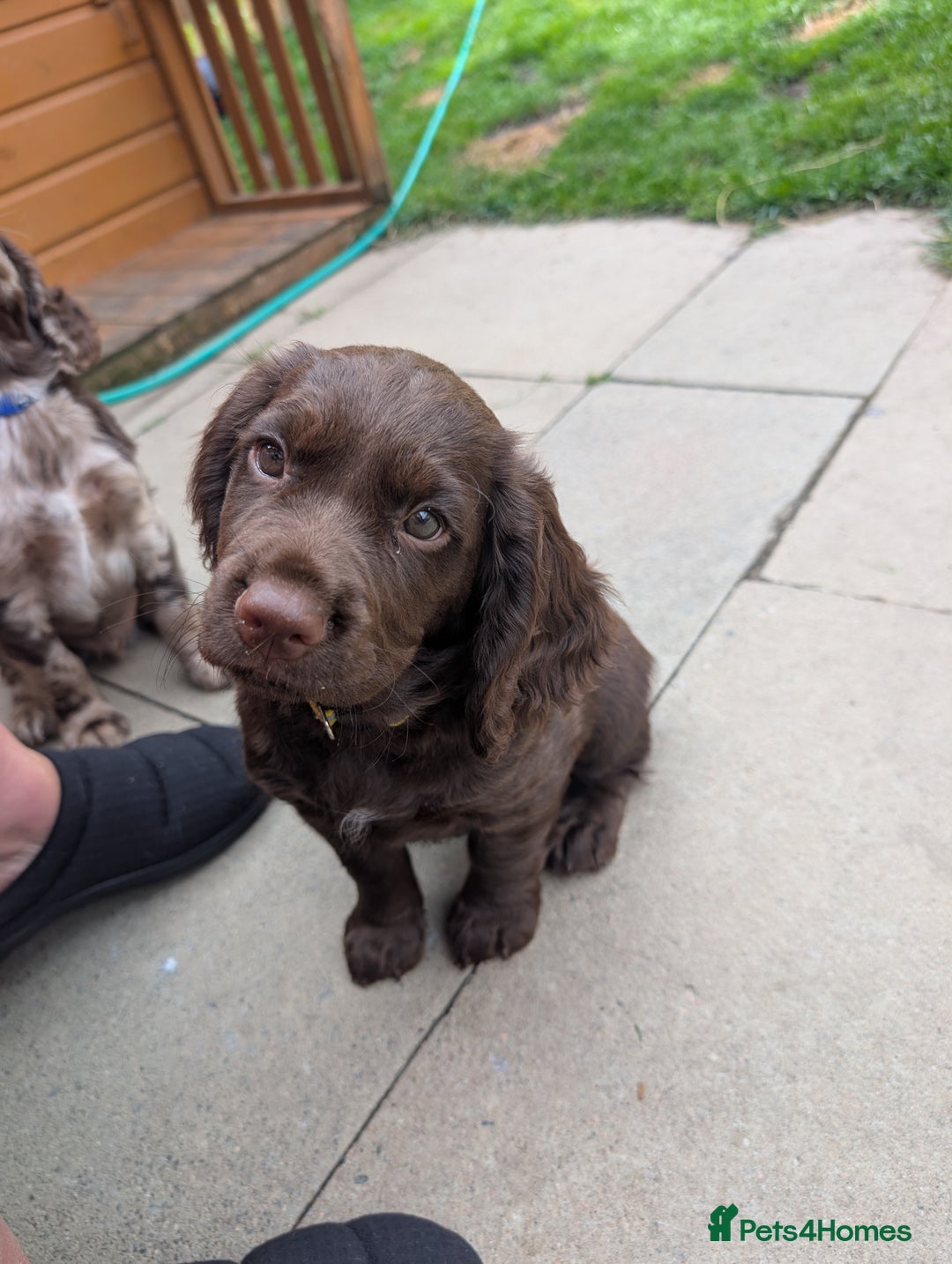 Cocker Spaniel dogs for sale: 6 beautiful cocker spaniel puppies in Wadhurst - Image 13
