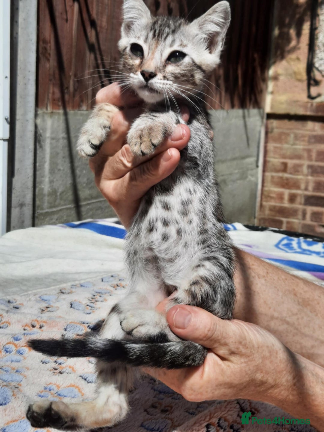 Bengal cats for sale: STUNNING GLITTER PELTED TICA REG BENGAL KITTENS - Image 2