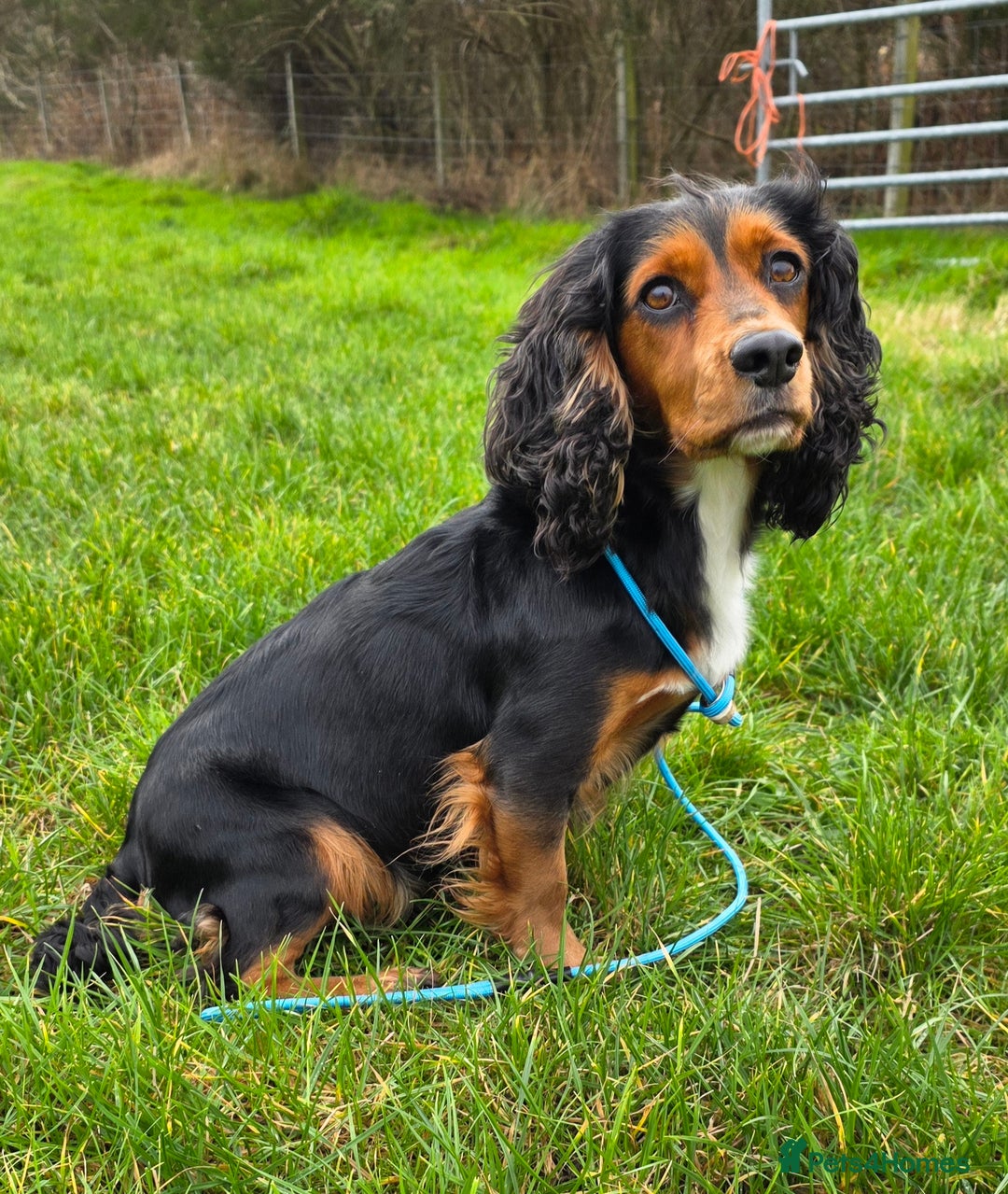 Cocker Spaniel dogs for sale: Exceptional Working Cocker Spaniel Pups - Advert 2