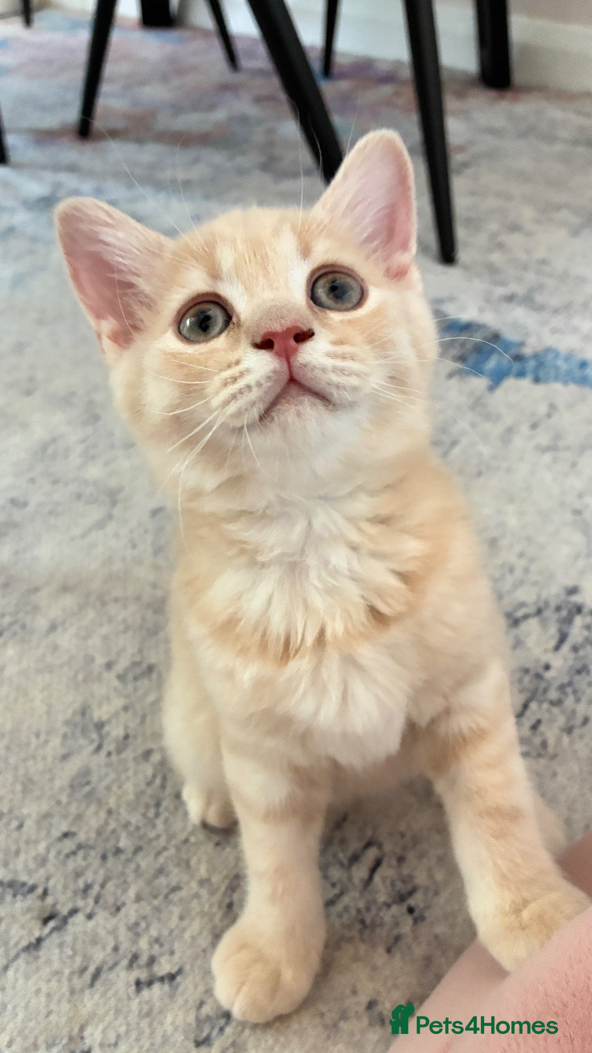 Scottish Fold cats Beautiful Scottish Fold /straight kittens 💕🩵 - Advert 2