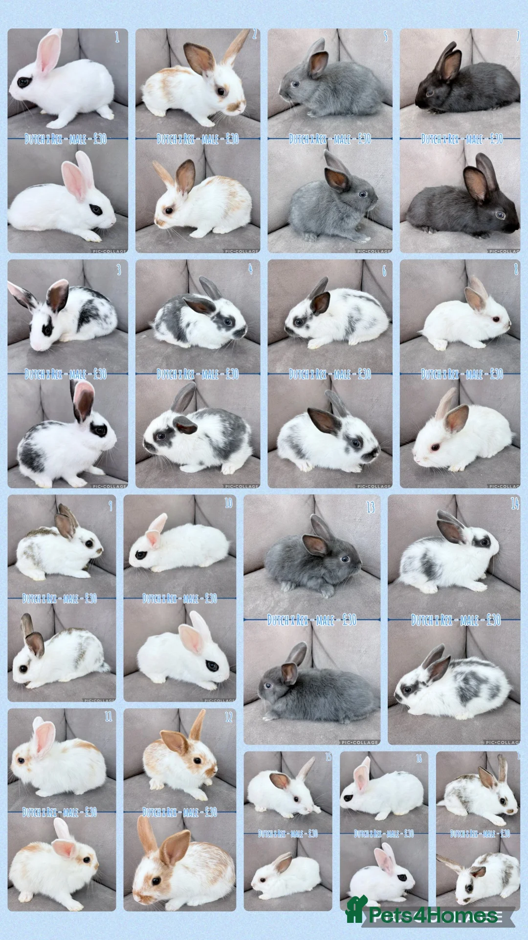 Mixed Breed rabbits for sale: Dutch x Rex Baby Rabbits - Advert 1