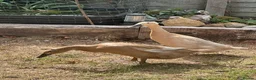 Ducks poultry for sale: Indian Runner Ducks in Colchester - Advert 3