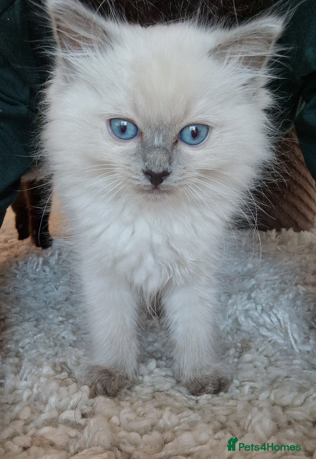 Ragdoll cats for sale: Adorable Ragdoll Kitten Ready for a loving home - Advert 1