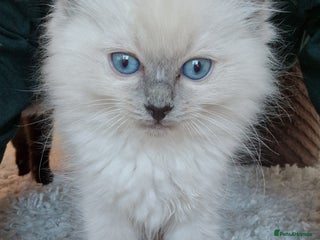 Ragdoll cats Adorable Ragdoll Kitten Ready for a loving home - Advert 1