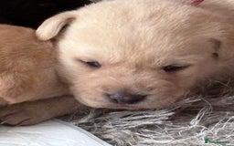 Labrador Retriever dogs for sale: Labrador pups - Image 12