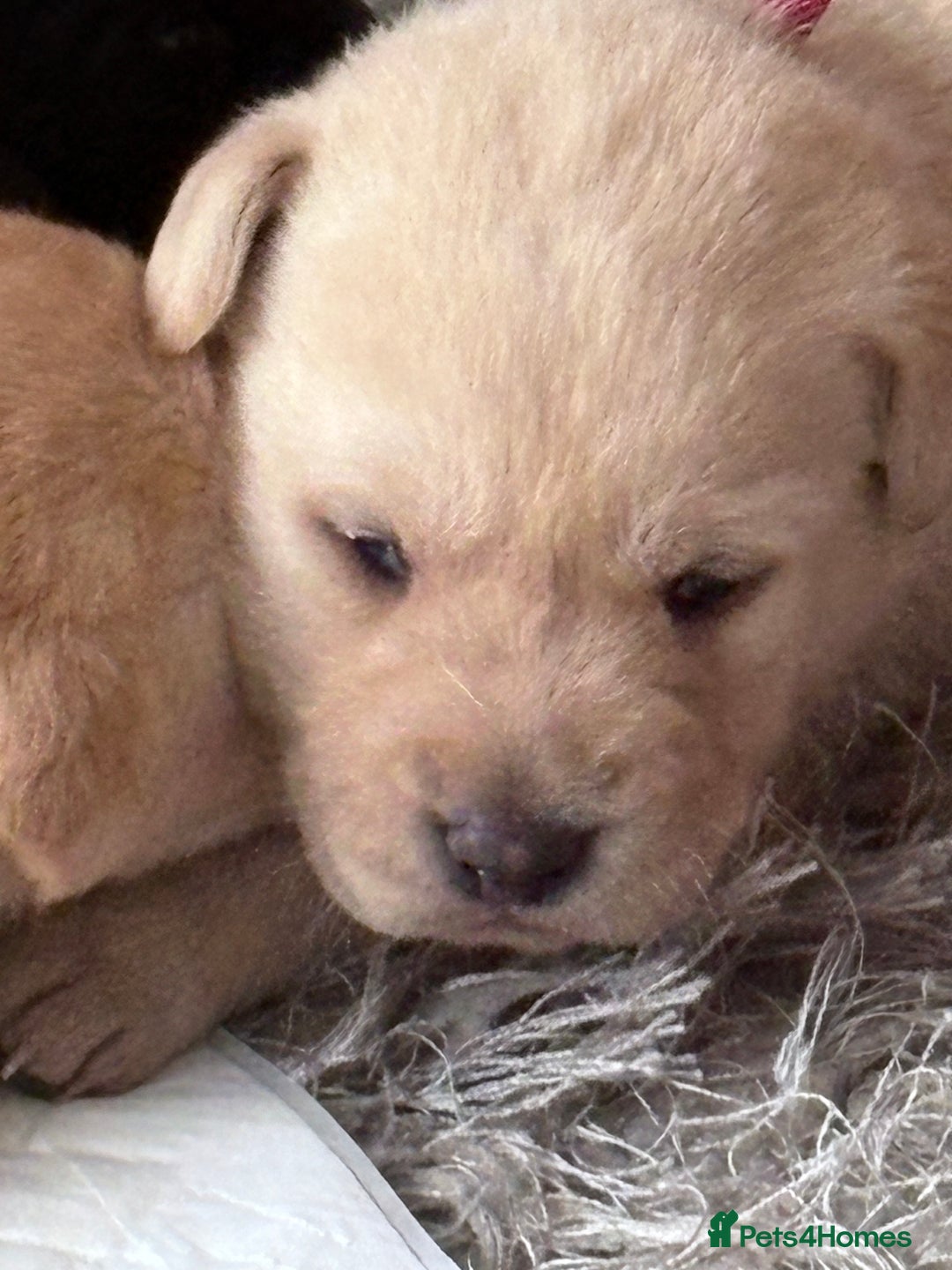 Labrador Retriever dogs for sale: Labrador pups - Image 12