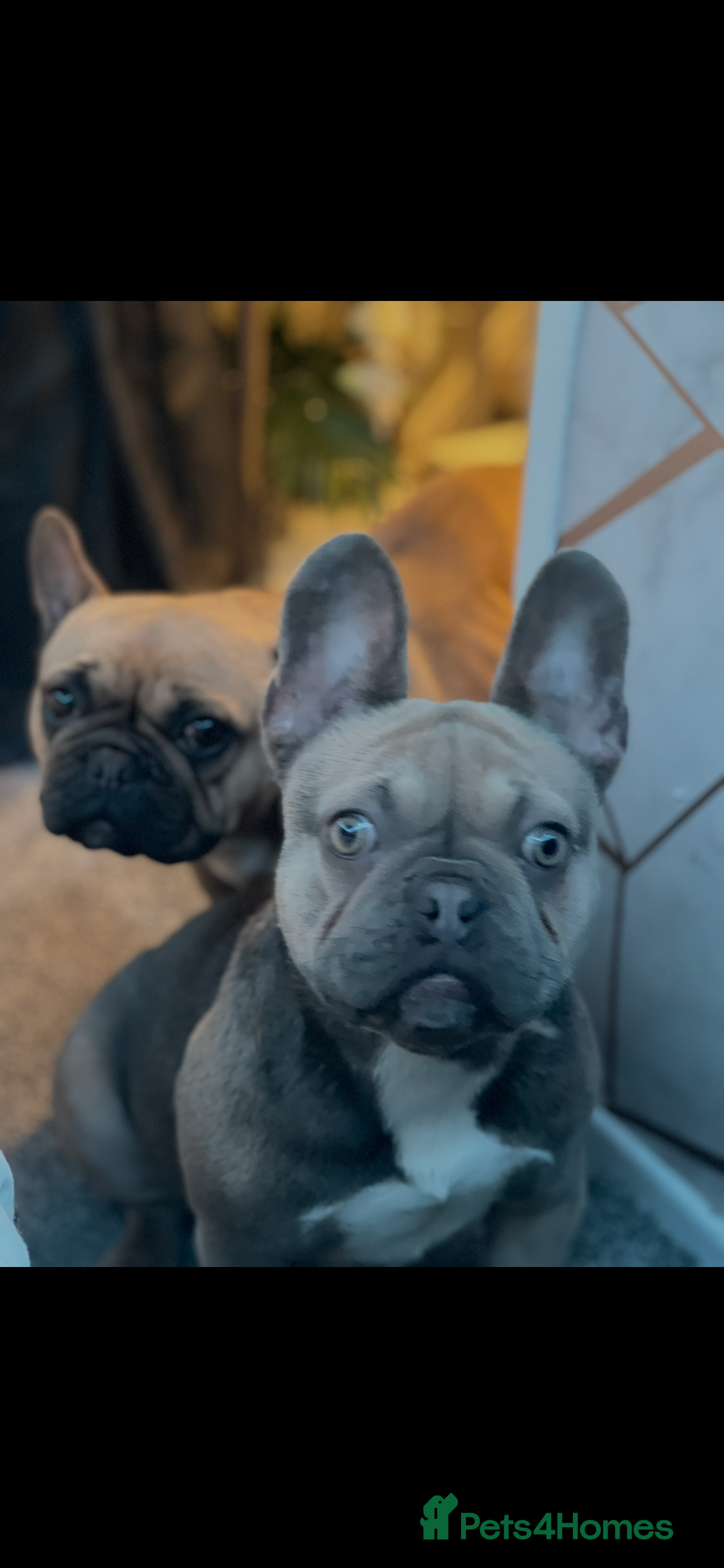 French Bulldog dogs Beautiful tan blue French bull dog  - Advert 1