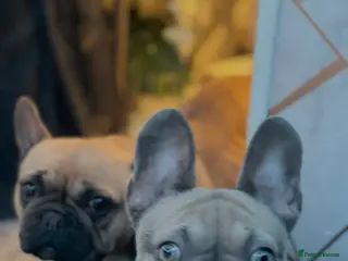 French Bulldog dogs Beautiful tan blue French bull dog - Advert 2