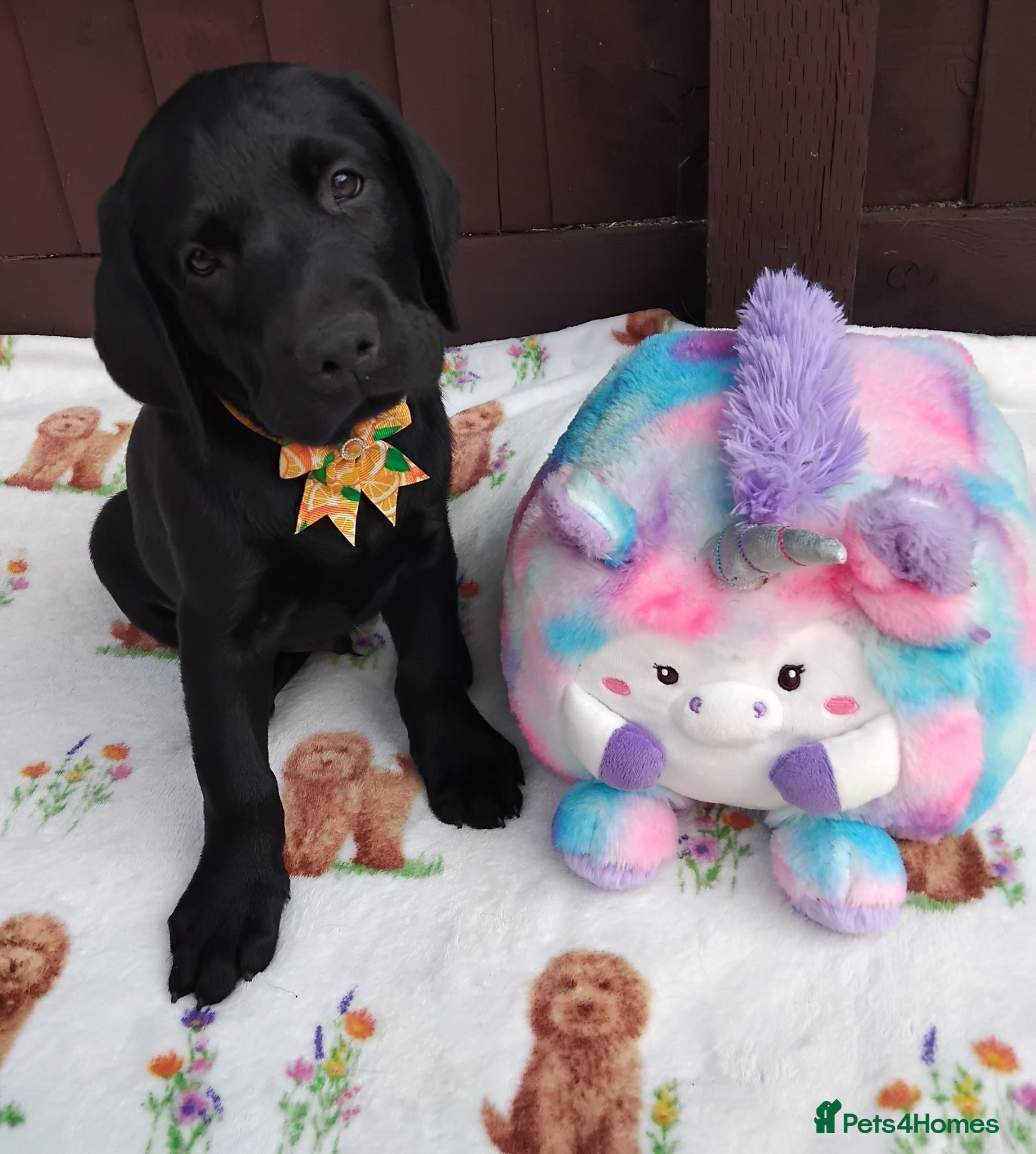 Labrador Retriever dogs 🐾❤️ KC Black Labrador Puppies🐶 – Ready Now❤️🐾 - Advert 17