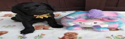 Labrador Retriever dogs for sale: 🐾 ONLY 2 BOYS LEFT – READY FOR FOREVER HOMES! ❤️ - Advert 1