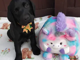 Labrador Retriever dogs 🐾❤️ KC Black Labrador Puppies🐶 – Ready Now❤️🐾 - Advert 15
