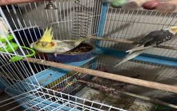 Cockatiels birds for sale: Cockatiels all tame - Image 2
