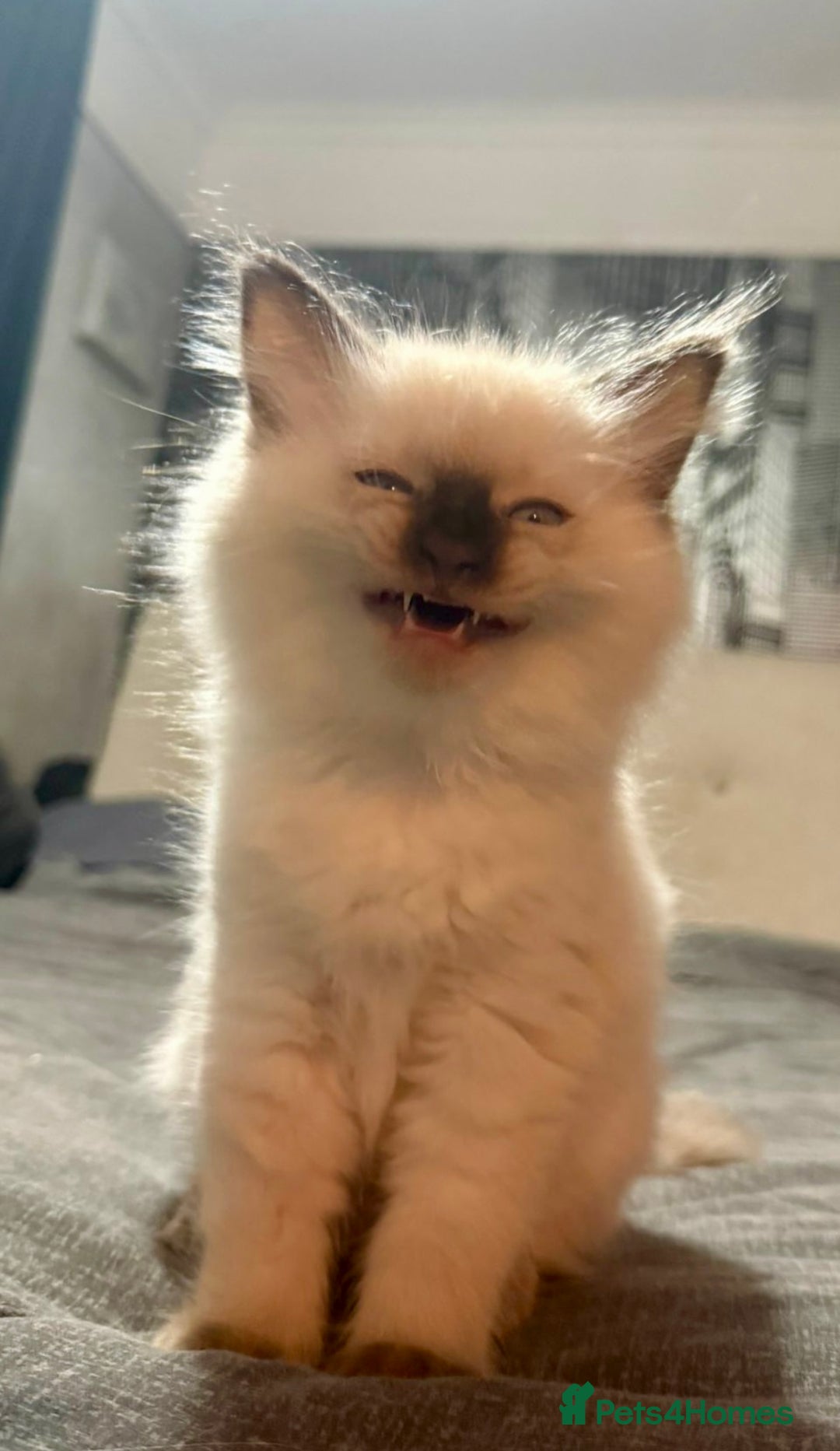 Ragdoll cats for sale: Beautiful Ragdoll kittens  - Advert 16