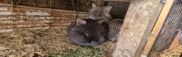 Lionhead rabbits for sale: Cute fluffy friendly lionhead babies-2boys left - Advert 7