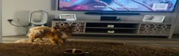 Pomchi dogs for sale: Beautiful pomchi in Clitheroe - Advert 2
