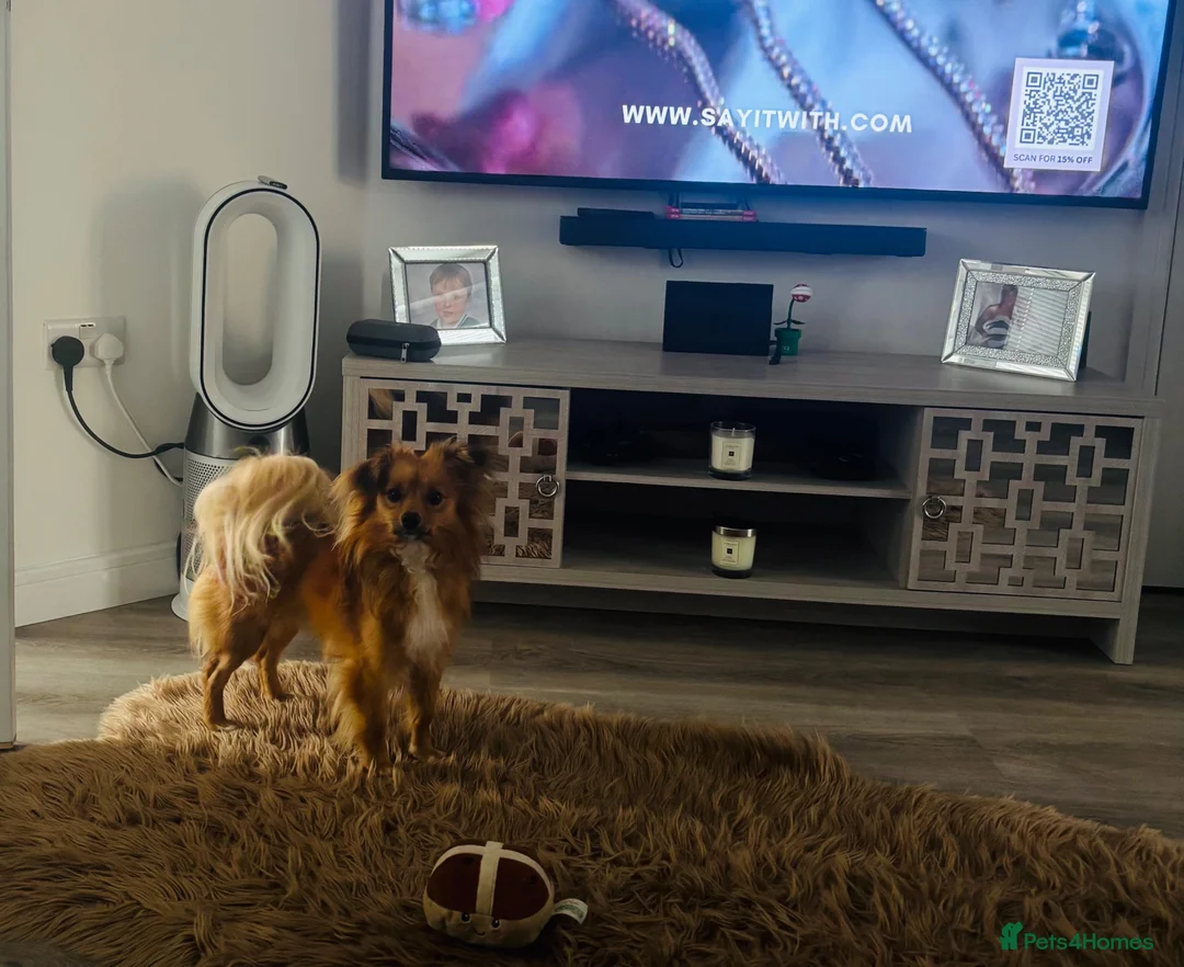 Pomchi dogs for sale: Beautiful pomchi in Clitheroe - Advert 2