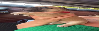 French Bulldog 5