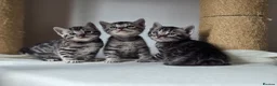 Bengal cats for sale: Gorgeous Health Tested Bengal Kittens  - Advert 18