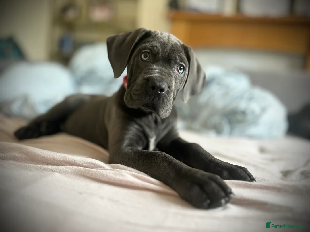 Cane Corso dogs for sale: Balestra Magica Corso IKC/FCI ❤️Last Girl Left❤️ - Advert 7