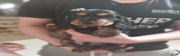 Cocker Spaniel dogs for stud: KC REG SHOW COCKER SPANIEL STUD in Gosport - Advert 26