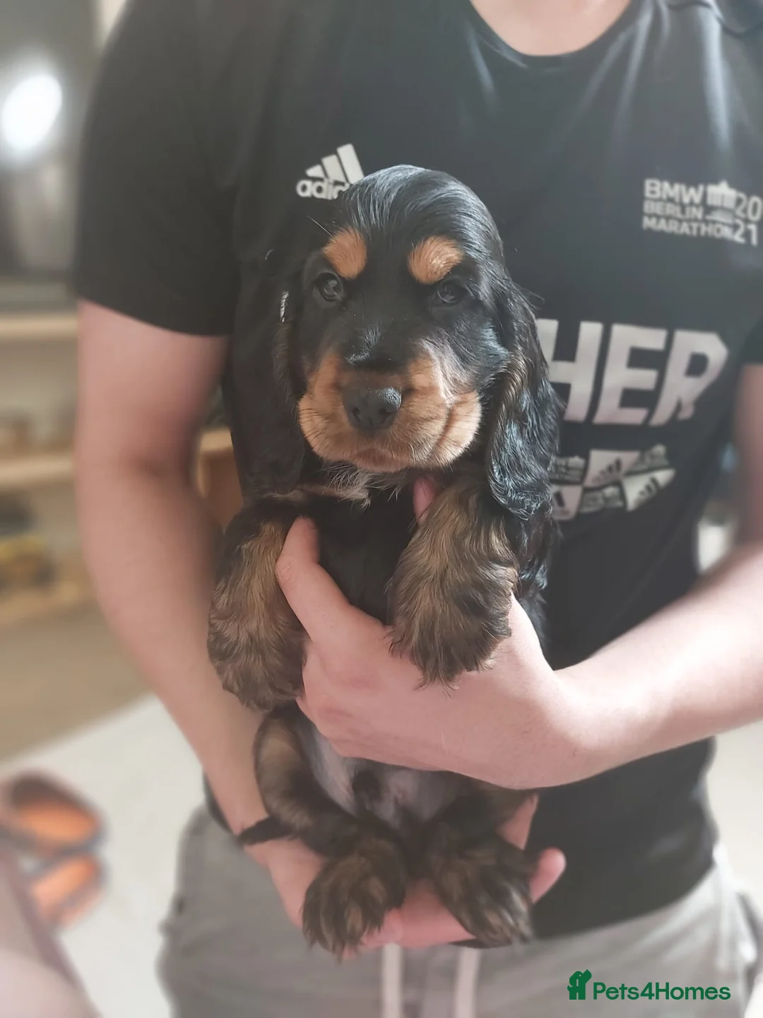 Cocker Spaniel dogs for stud: KC REG SHOW COCKER SPANIEL STUD in Gosport - Advert 26