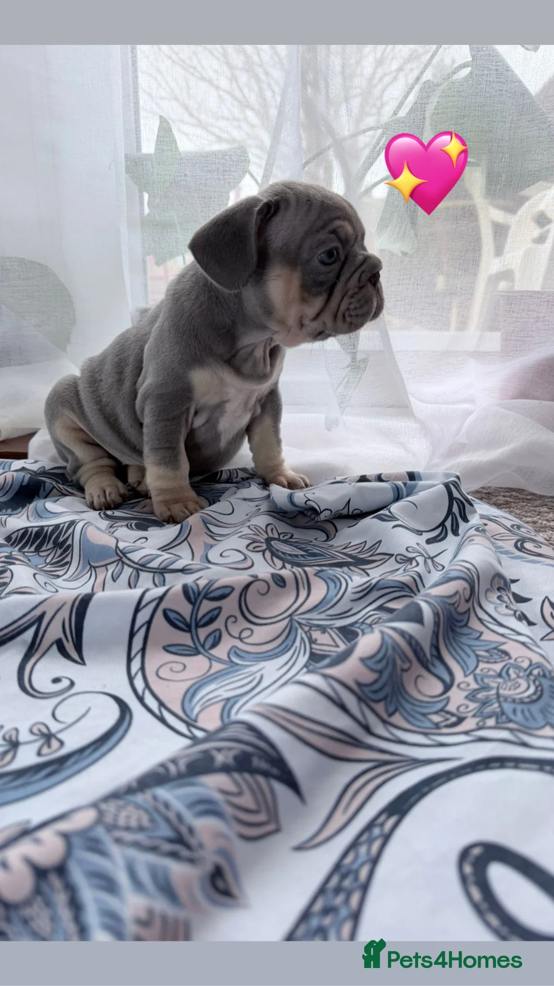 French Bulldog dogs for sale: FrenchBulldog Puppies Ready forTheirForeverHomes🐾 - Advert 3