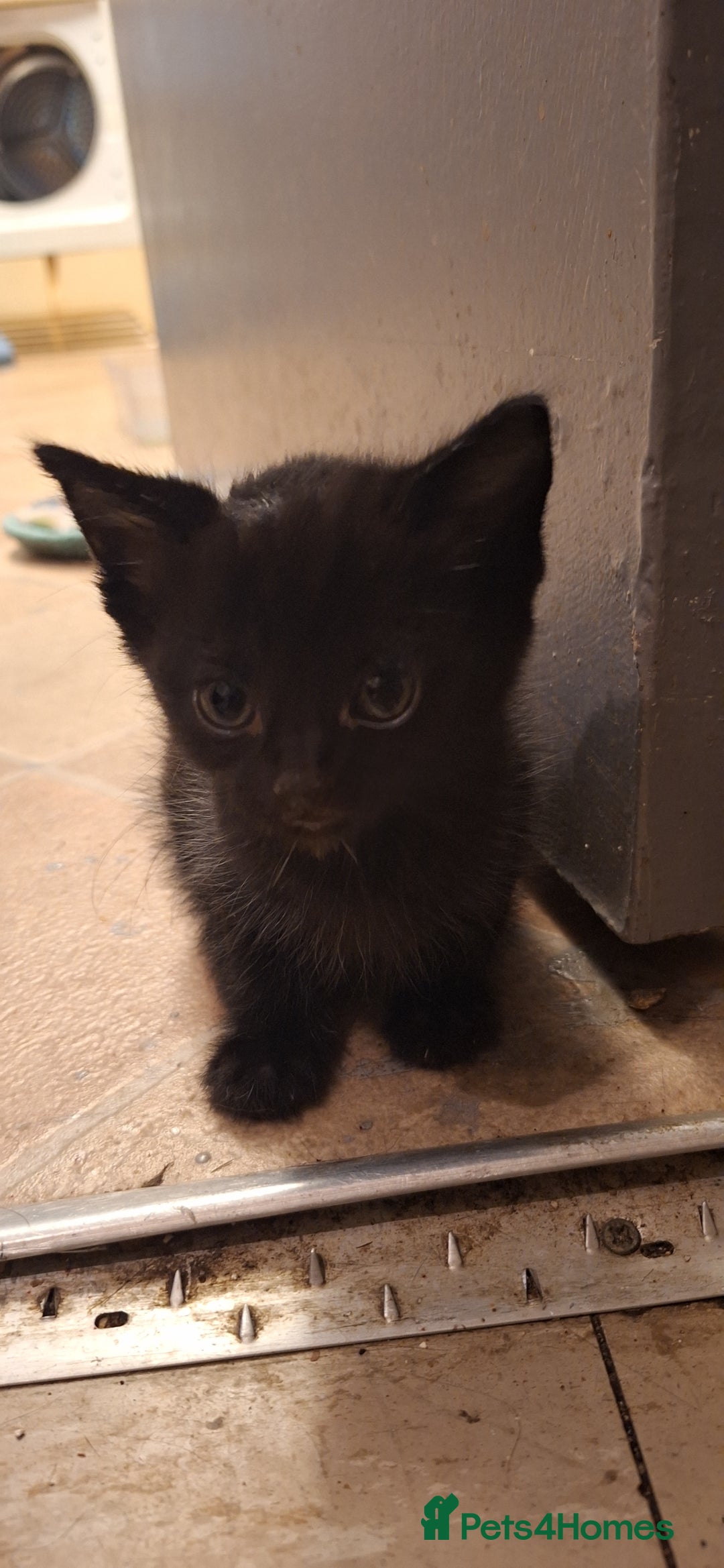 Mixed Breed cats for sale: 🐾 5 Gorgeous Kittens Ready for New Homes 🐾 - Image 7
