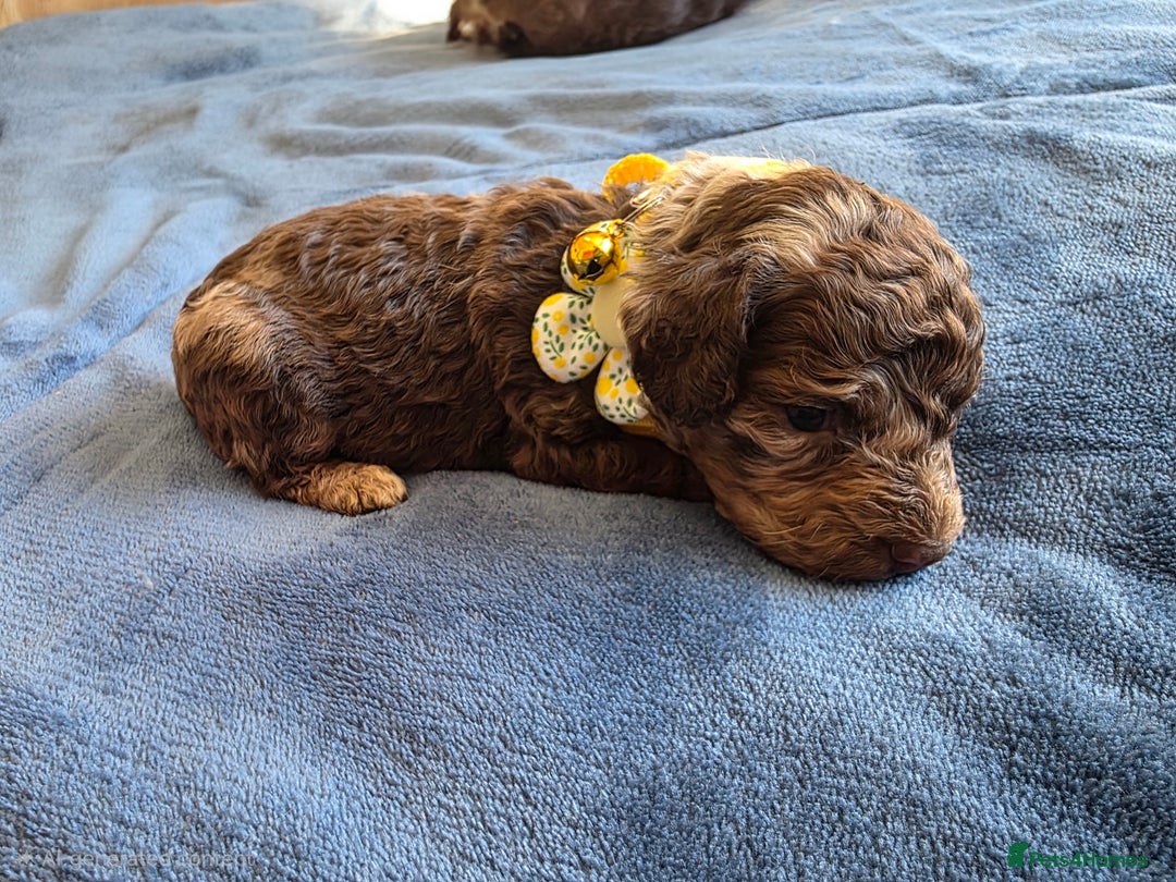 Cockapoo dogs for sale: Cockapoo puppies - Advert 31