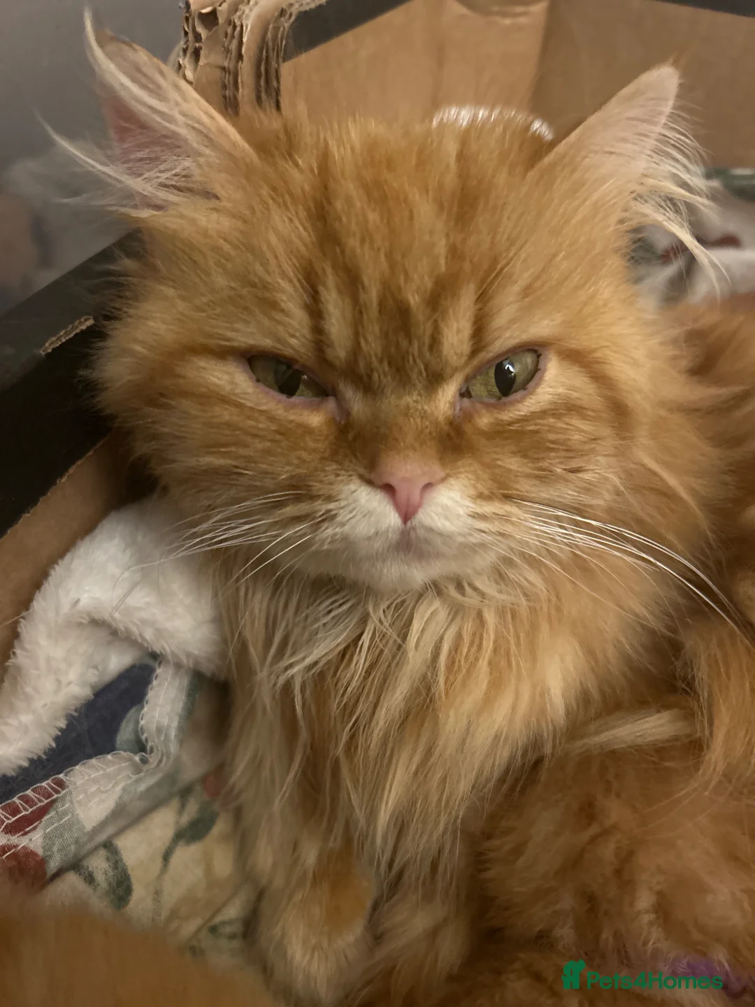 Persian cats for sale: Persian cross ginger kittens x8  in Weston-super-Mare - Advert 11