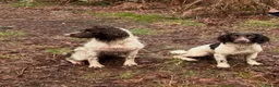 English Springer Spaniel dogs for sale: Working-Bred English Springer Spaniel Puppies in Frodsham - Advert 3