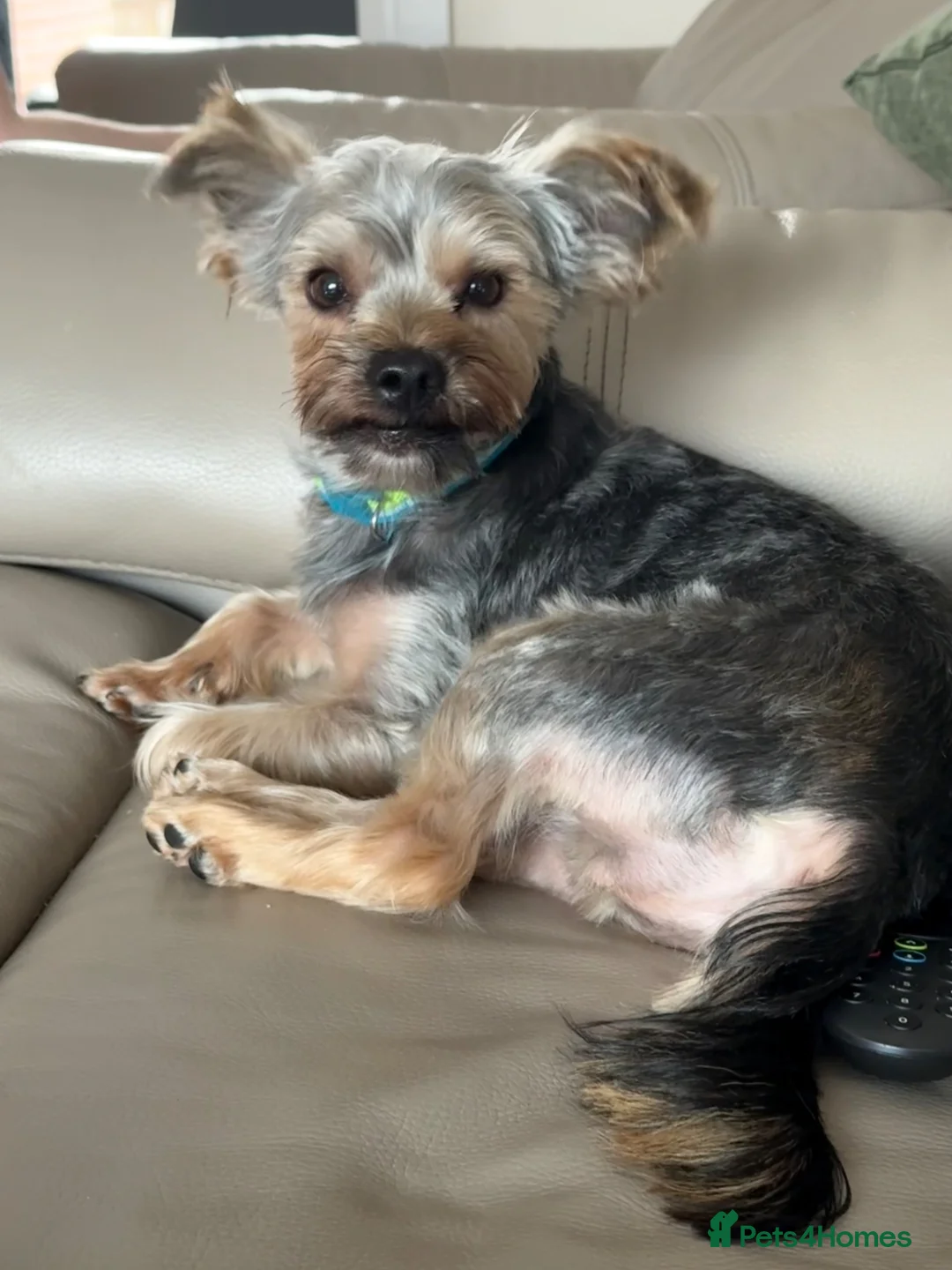 Yorkshire Terrier dogs for sale: Beautiful 1 year old Yorkshire Terrier - Advert 1