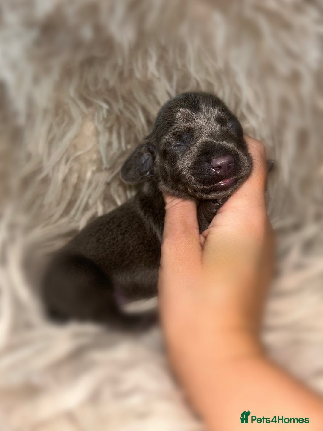 Miniature Dachshund dogs for sale: Tiny miniature kc dachshunds  - Image 17